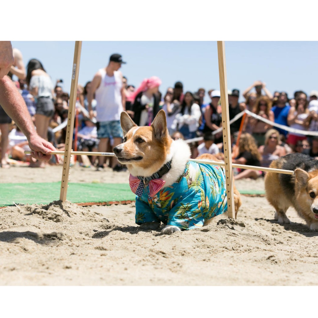 Mr. Pickles hard at work, - So Cal Corgi Beach Day