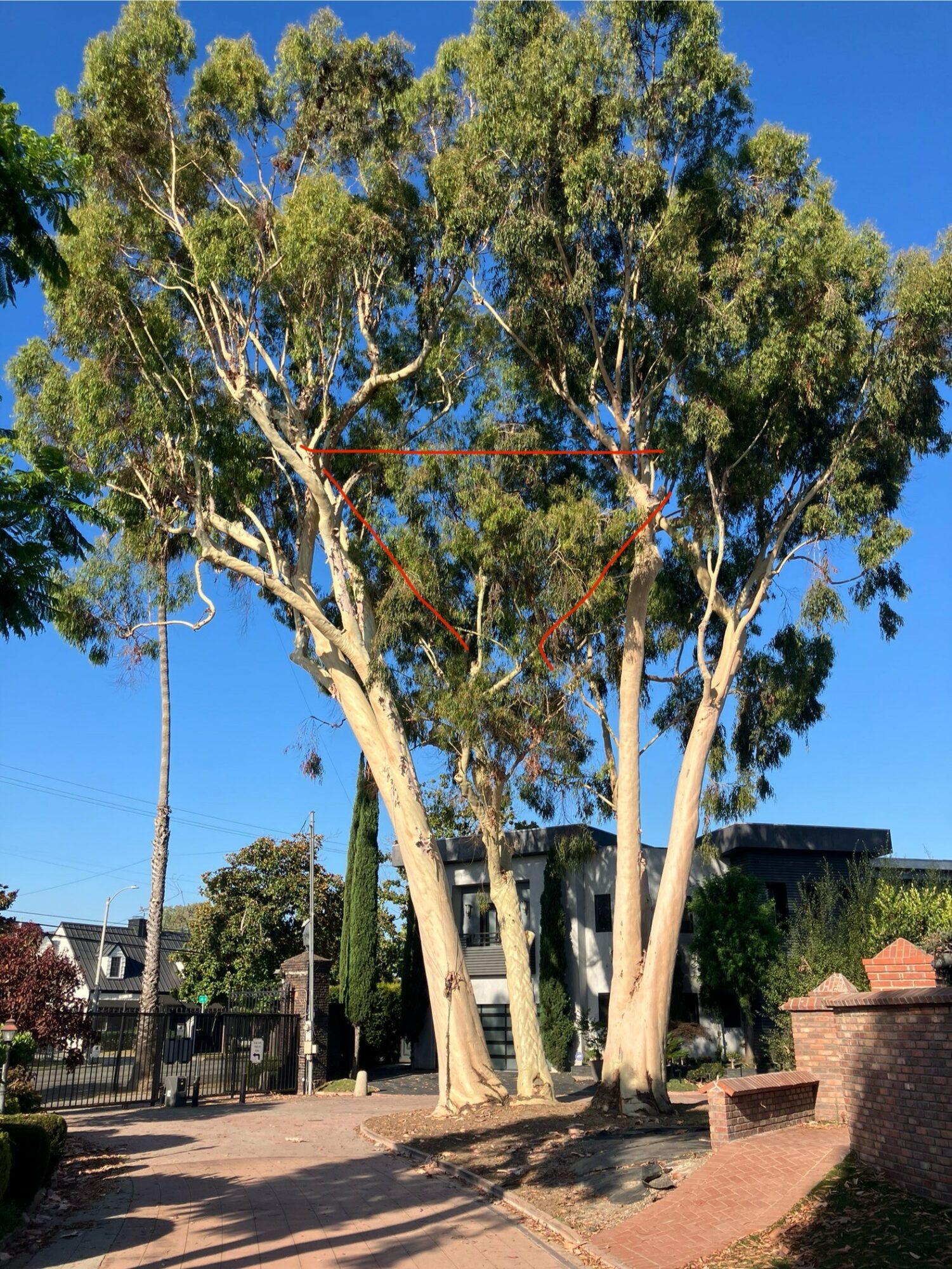 Tall trees with green leaves and light-colored trunks in a park with a paved path and buildings in the background.