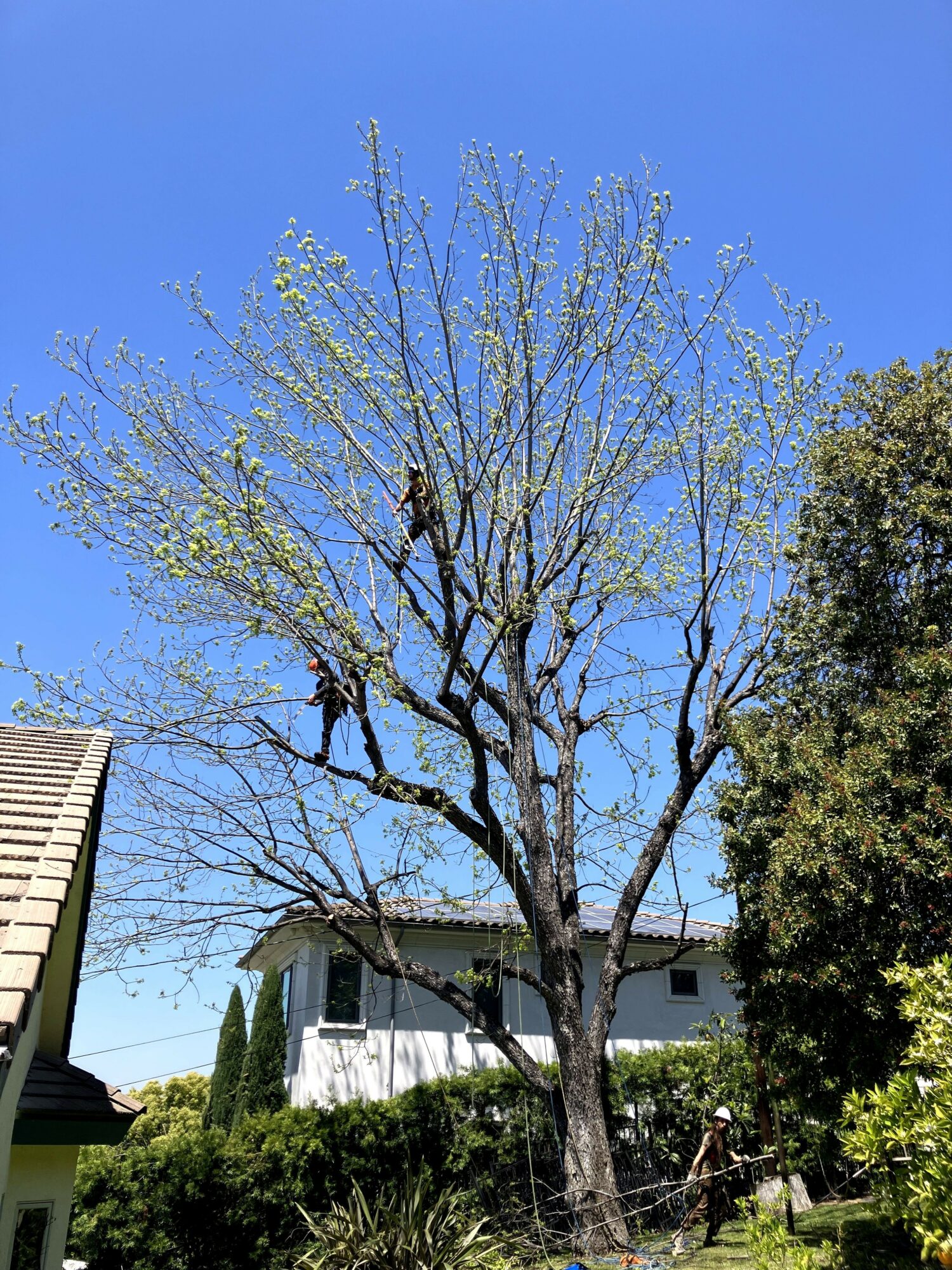 Tall tree with budding leaves against a clear blue sky, neighboring house and greenery visible.