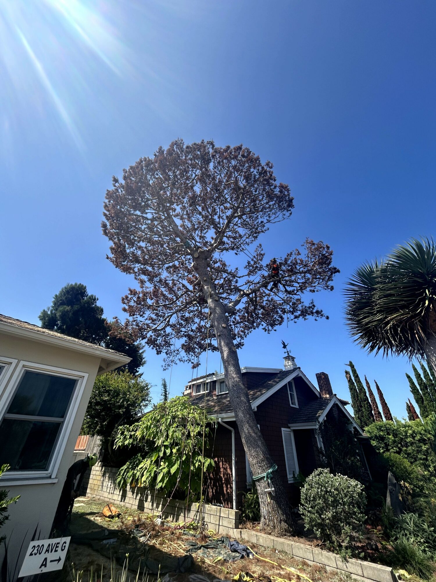 Tall tree with sparse branches in front of houses under a clear blue sky with sunlight.