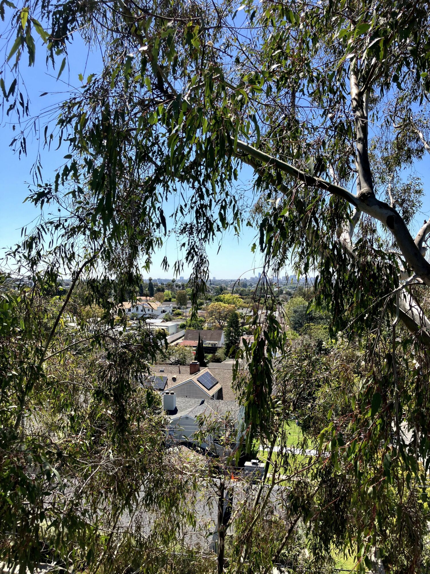 View of a neighborhood through tree branches, houses, and rooftops visible in the distance under a clear blue sky.