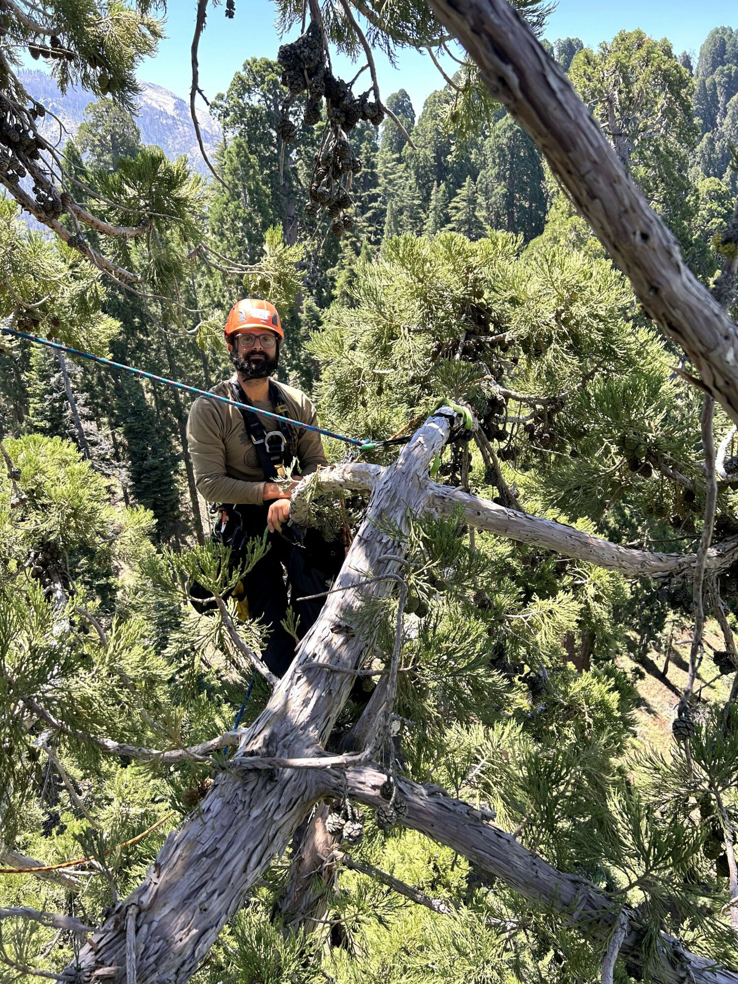 Person wearing safety gear and helmet stands among trees and branches in a forested area.