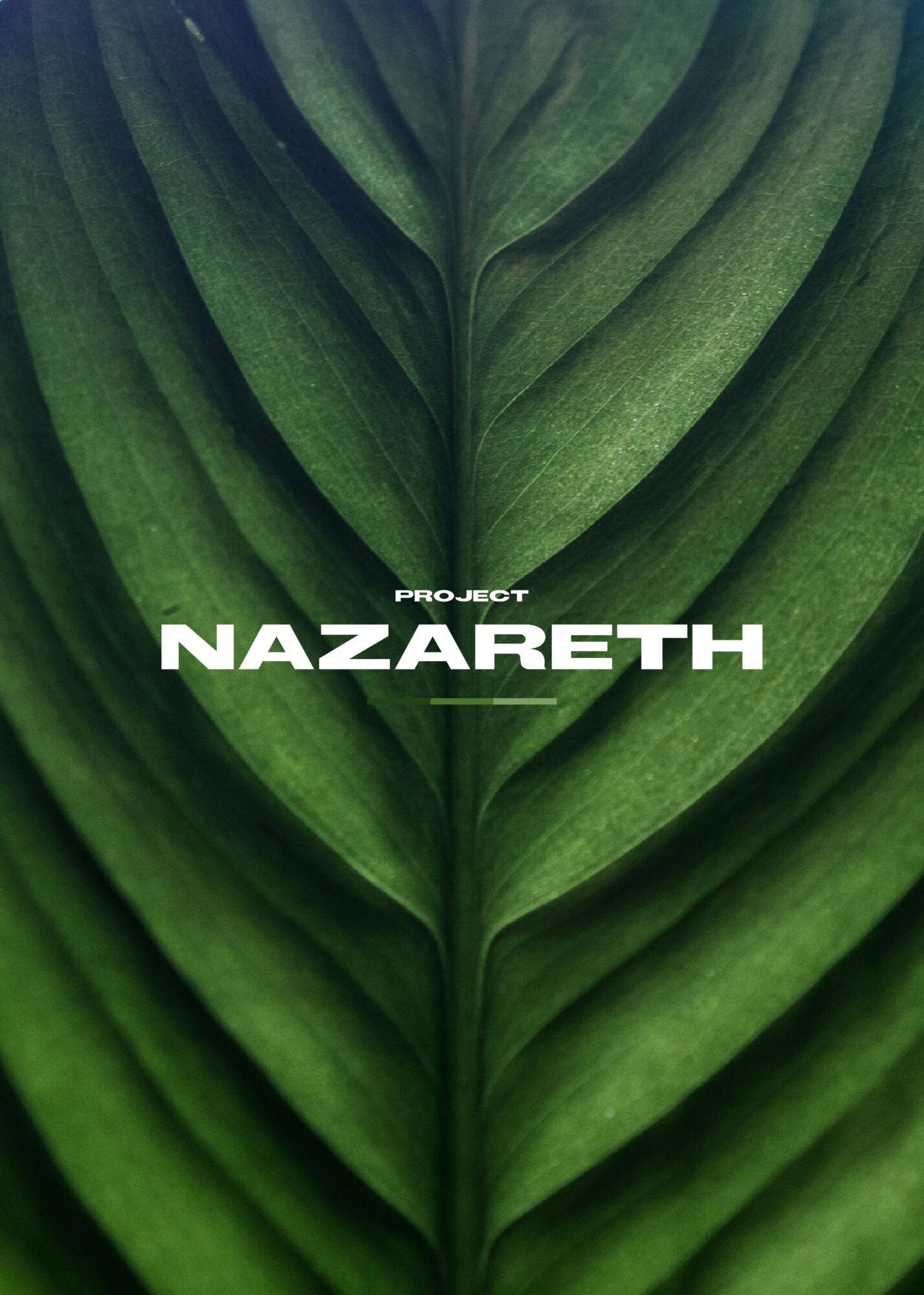 Close-up of green leaves with central vein, overlapping in a symmetrical pattern.