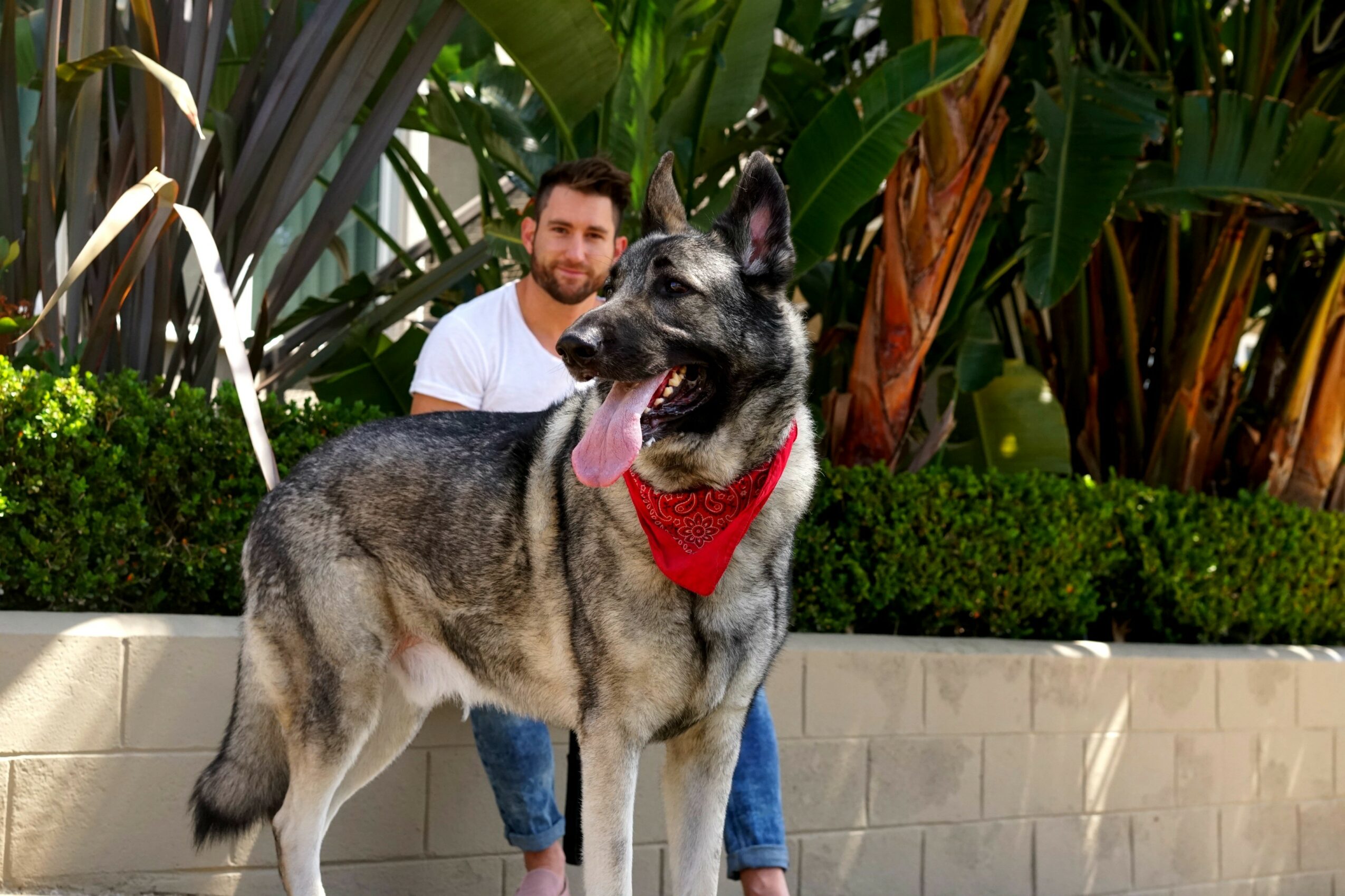 Person with beard and white shirt sitting behind a large dog with gray and black fur, wearing a red bandana, outdoors.