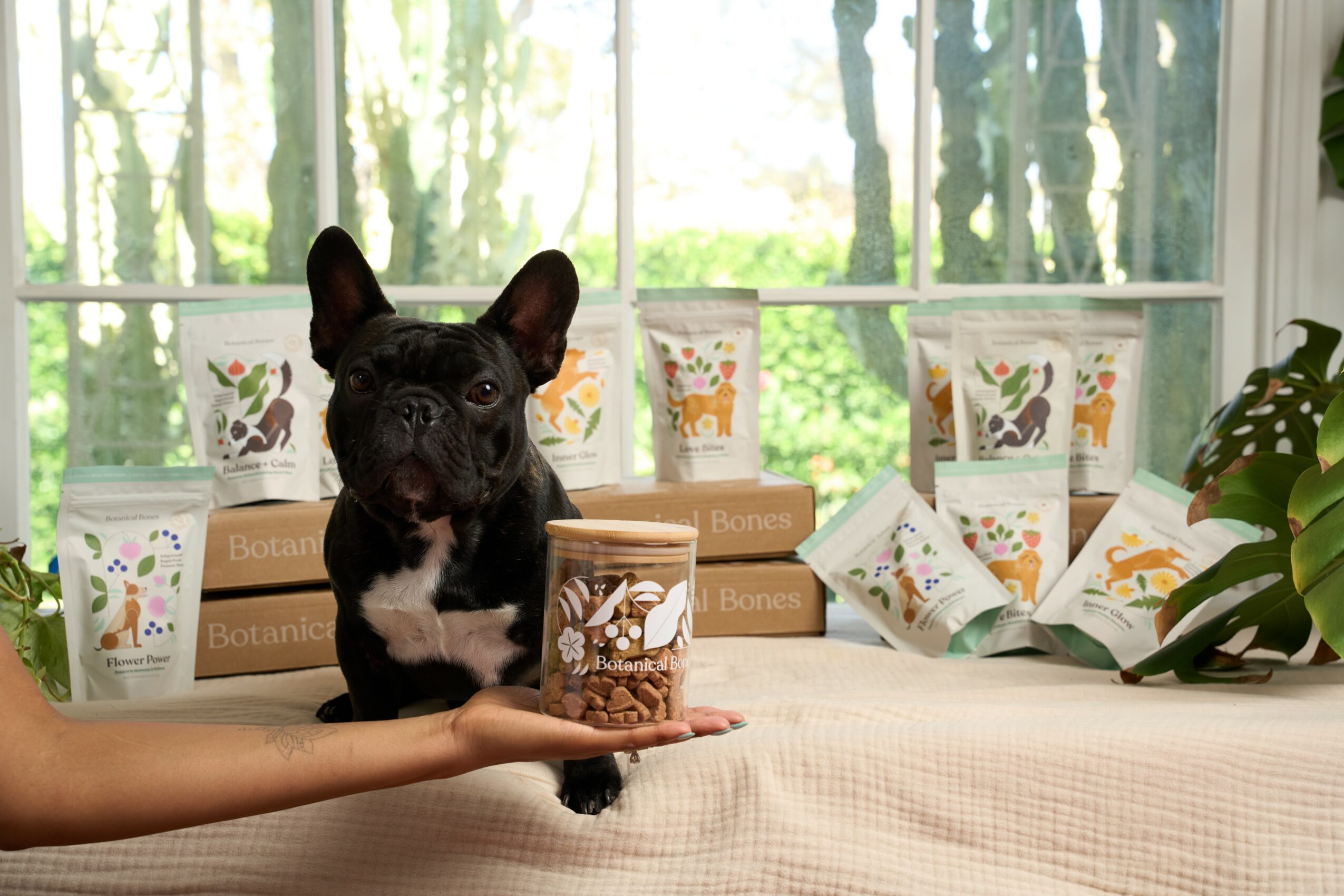 Black dog with white chest holding a jar of treats, surrounded by plant and packaged products on a bed.