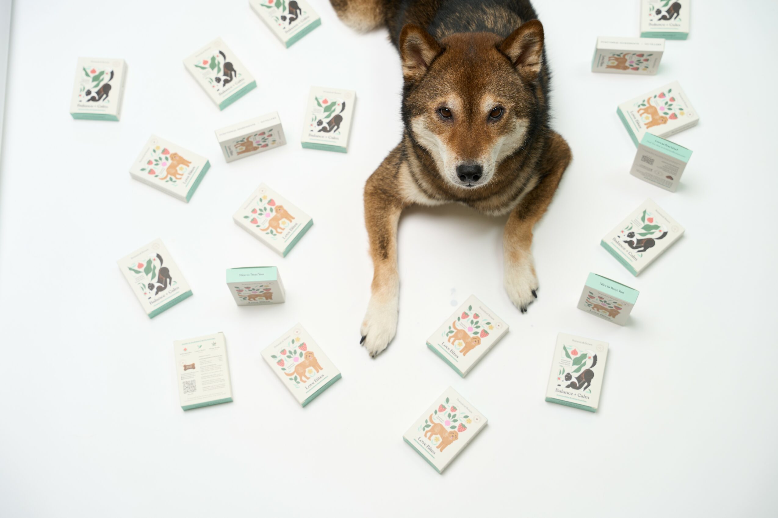 Dog surrounded by small boxes on a white background, looking up at the camera.