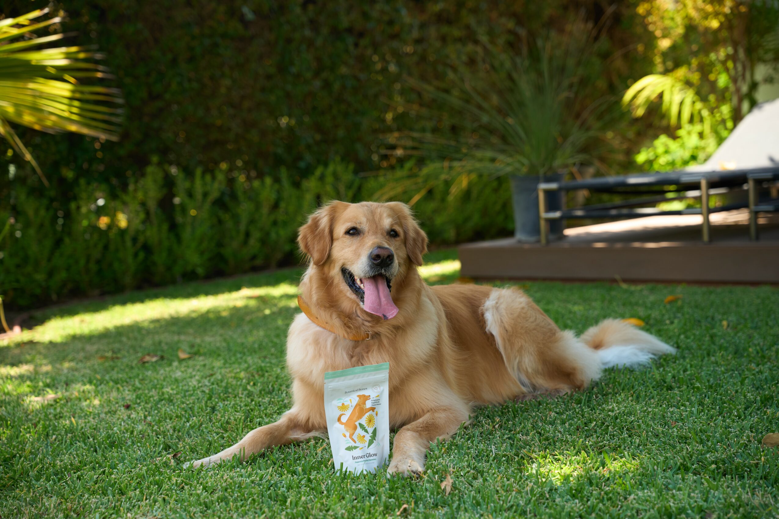 Golden retriever lying on grass with tongue out, in a garden setting with plants and a bench in background.