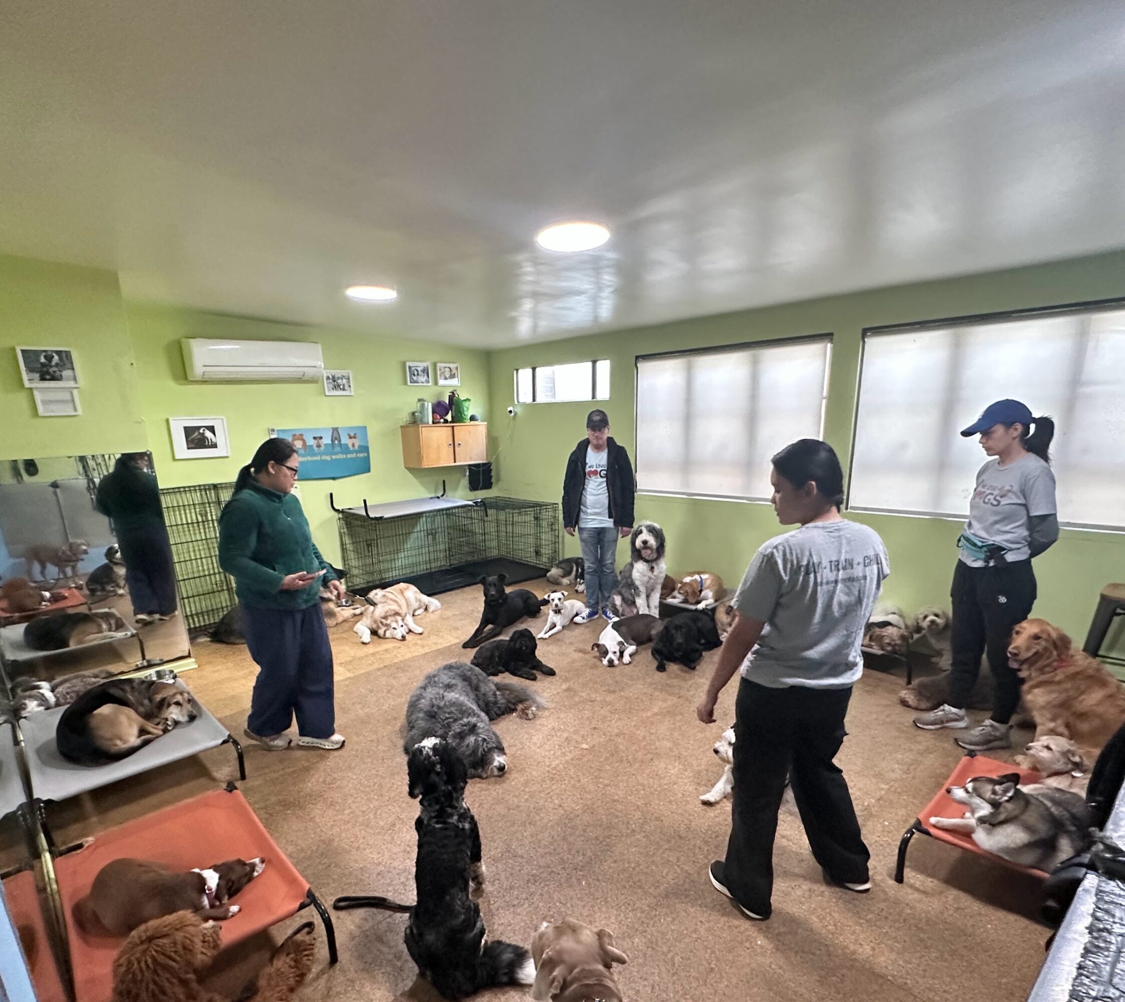 Room with people and dogs, some lying on the floor, others sitting or standing, green walls, windows, and pet beds.