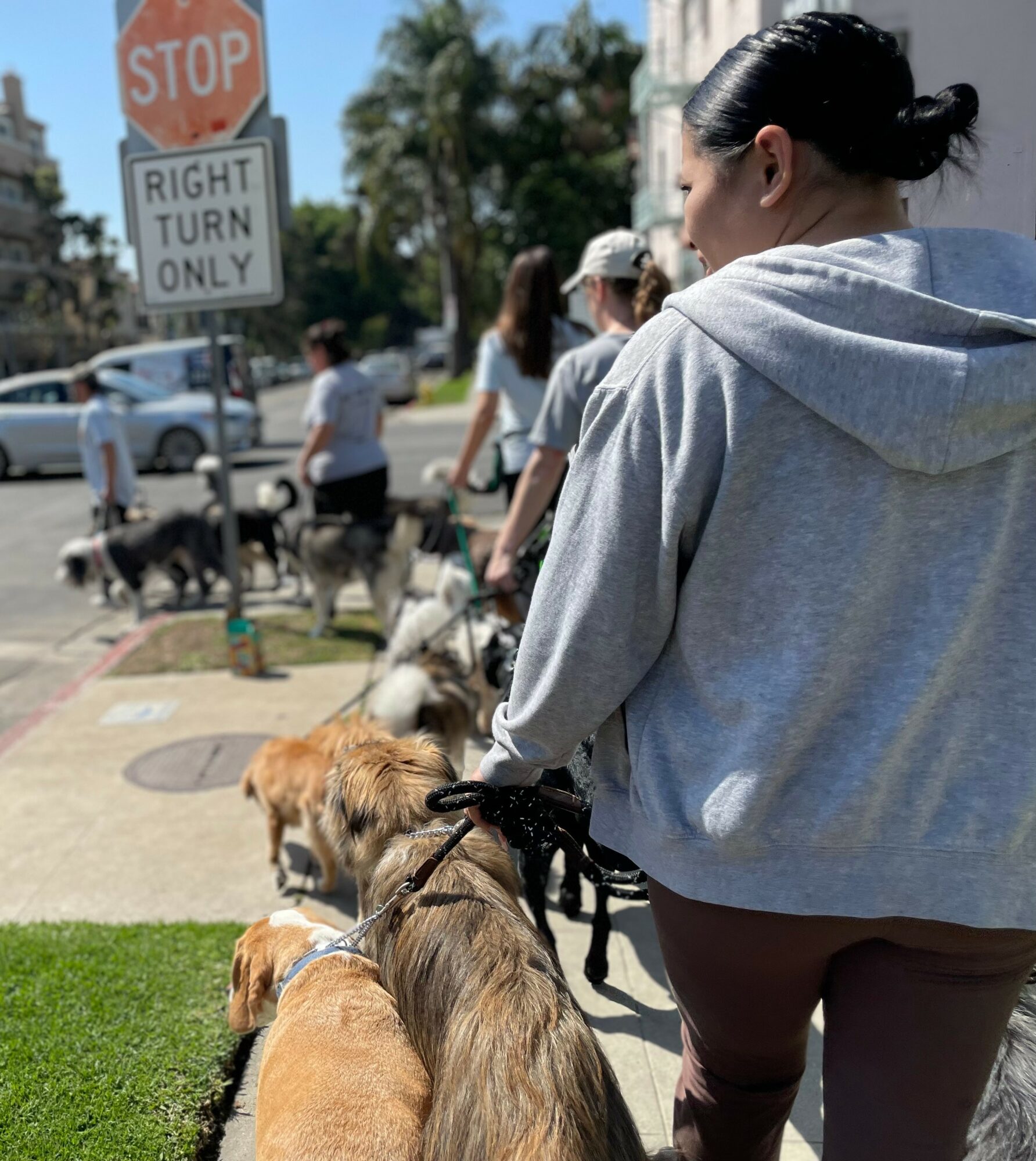 Person with dark hair in a gray hoodie walking dogs on a sidewalk with other people and dogs in the background.