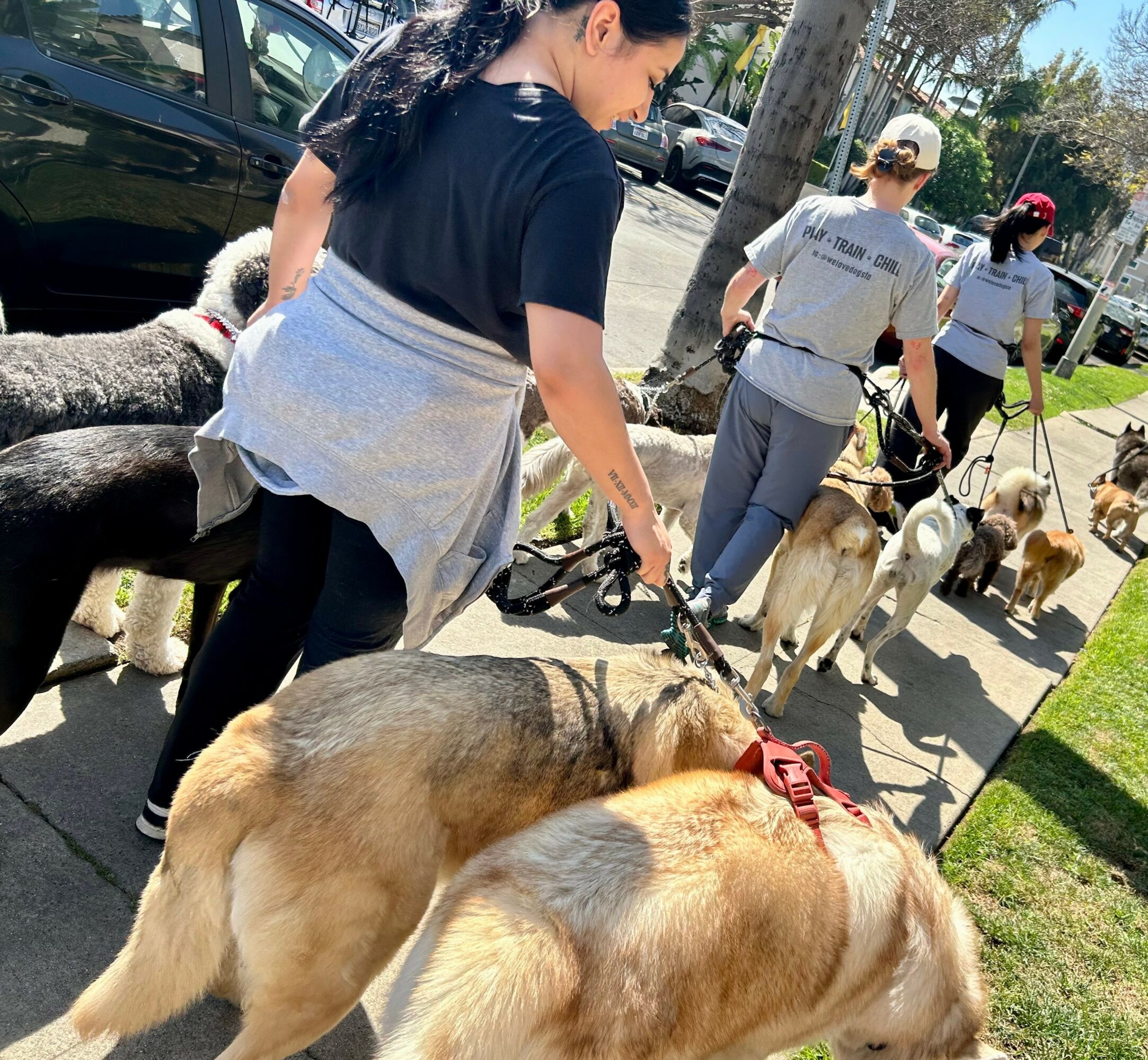 People walking dogs on a sidewalk with trees and parked cars in the background.