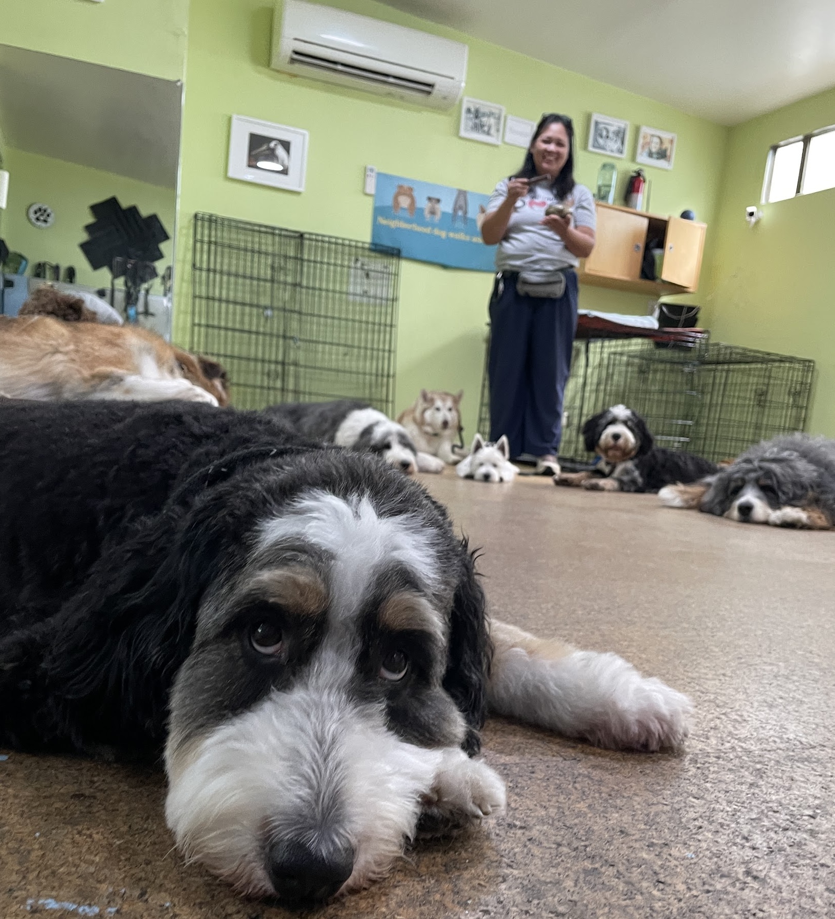 Large dog lying on the floor with other dogs and a woman standing in the background inside a room.