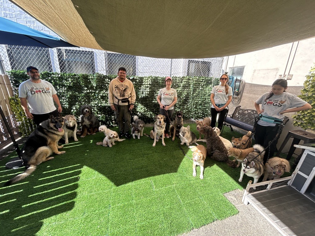 Group of people and dogs on green artificial grass in outdoor area with benches and bushes.