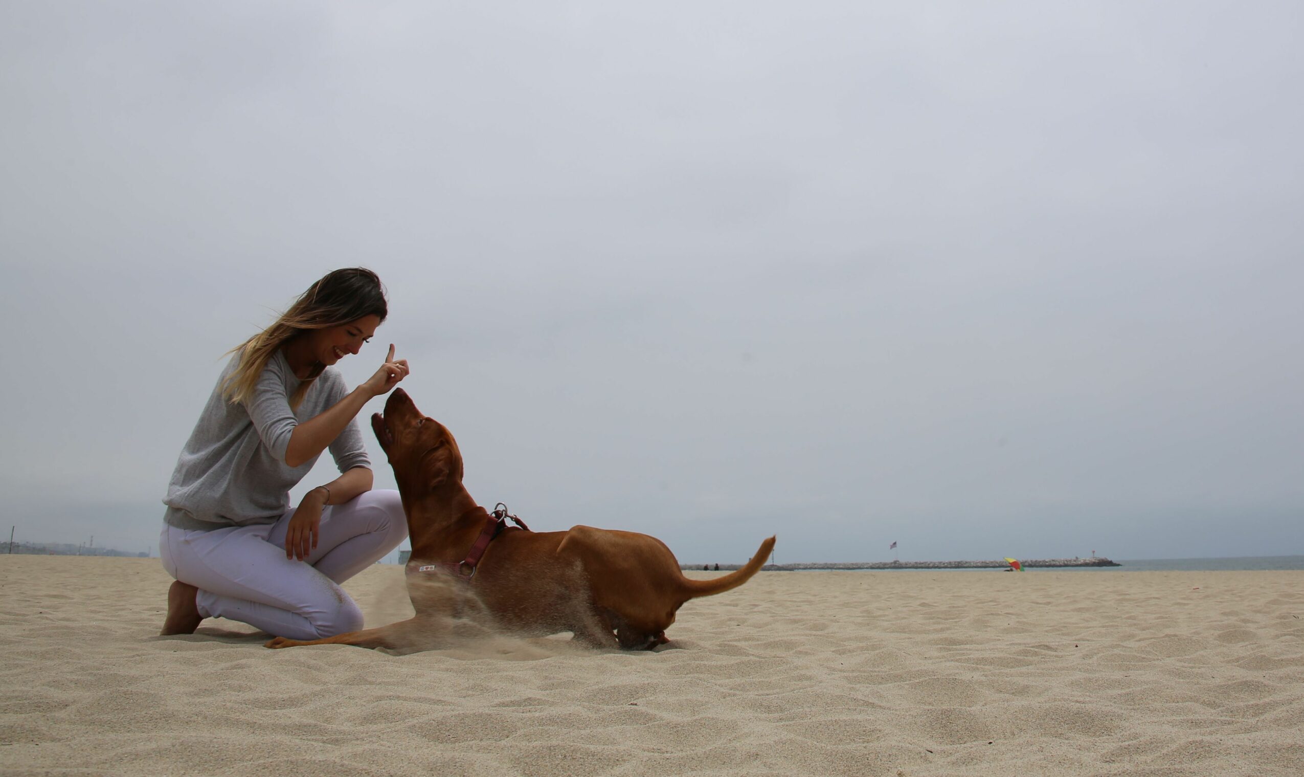 Person playing with a dog on a sandy beach under a cloudy sky.