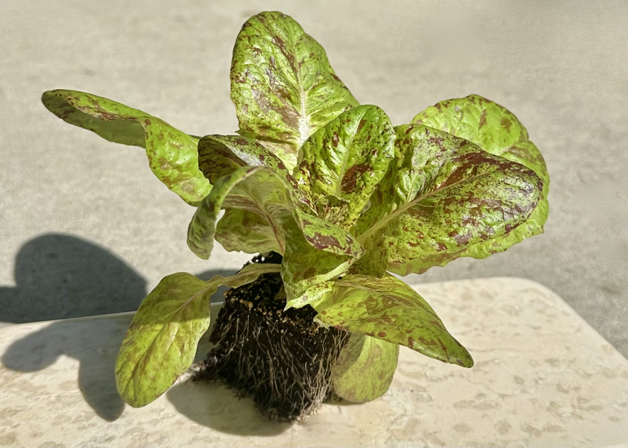 Young lettuce plant with green and purple leaves in sunlight, casting a shadow on a light surface.