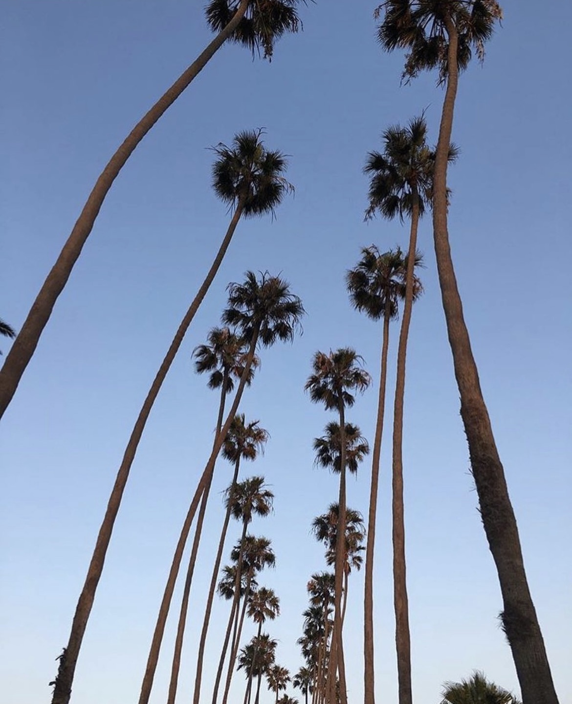 Tall palm trees against a clear blue sky, some leaning, with fronds at the top.