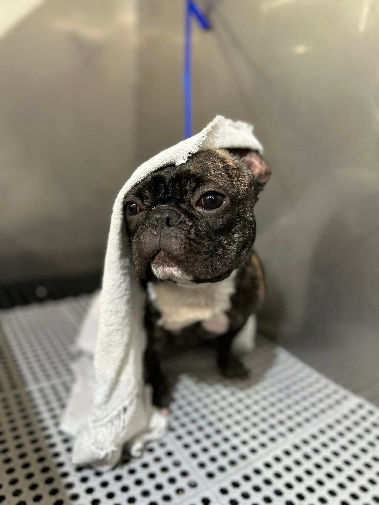 French Bulldog with towel on head sitting on a textured surface, metallic background behind.