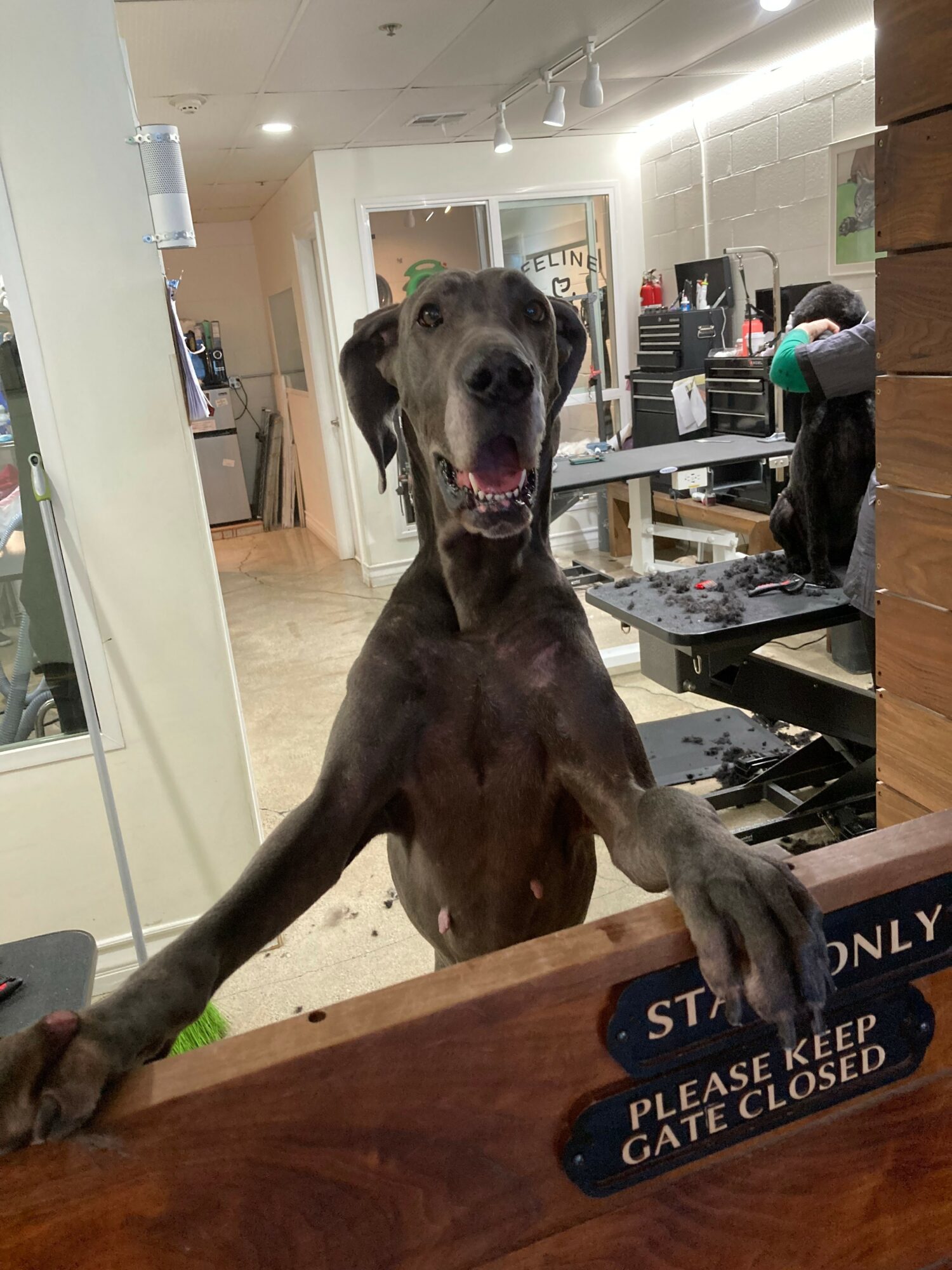 Dog with front paws on a counter, mouth open, inside a room with office equipment and furniture.