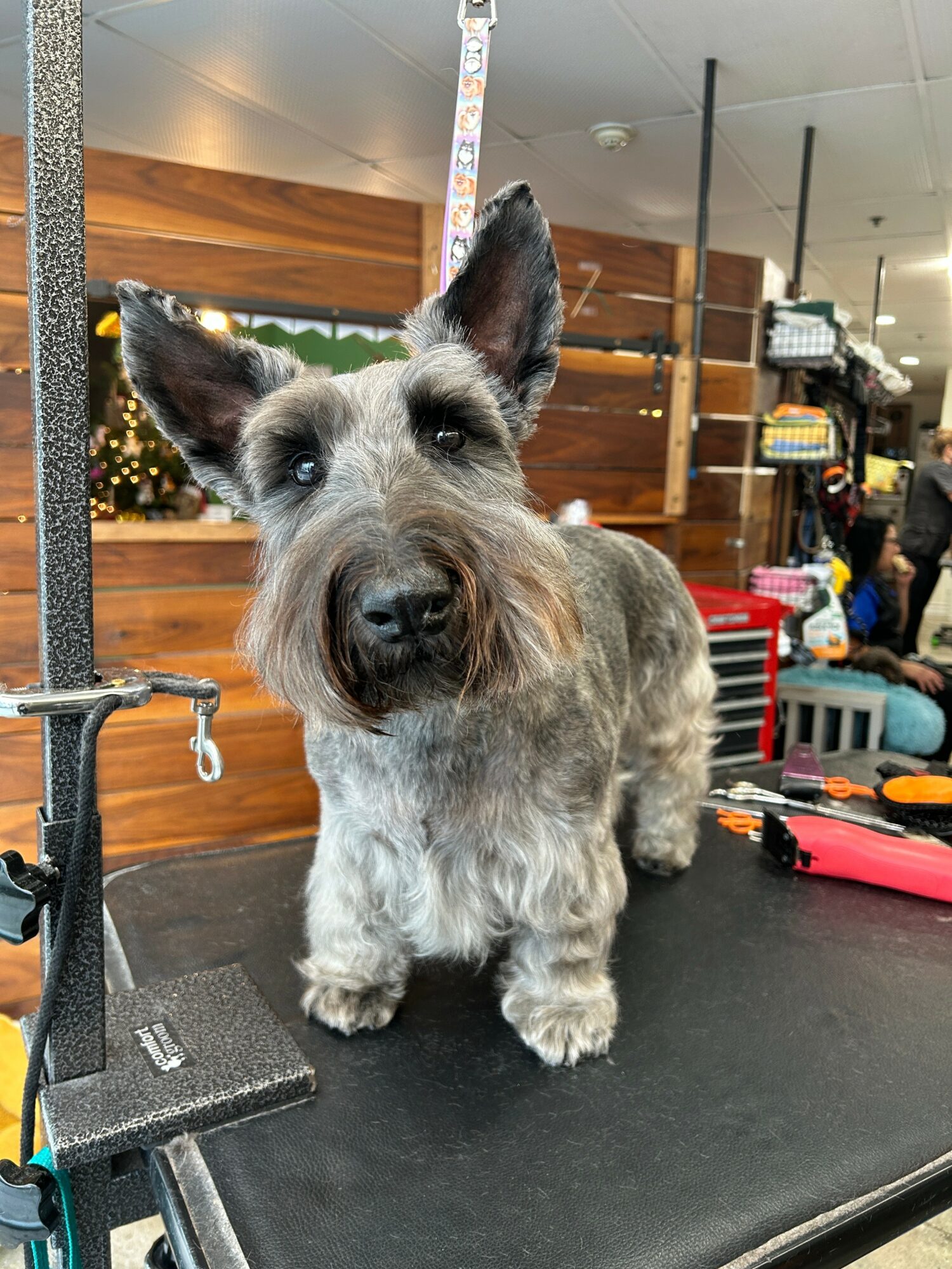 Gray and white dog with pointed ears standing on grooming table indoors.
