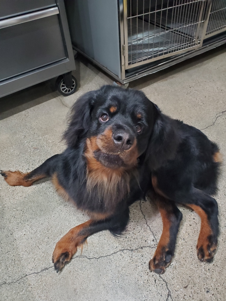 Black and brown dog lying on concrete floor indoors, looking up at camera.