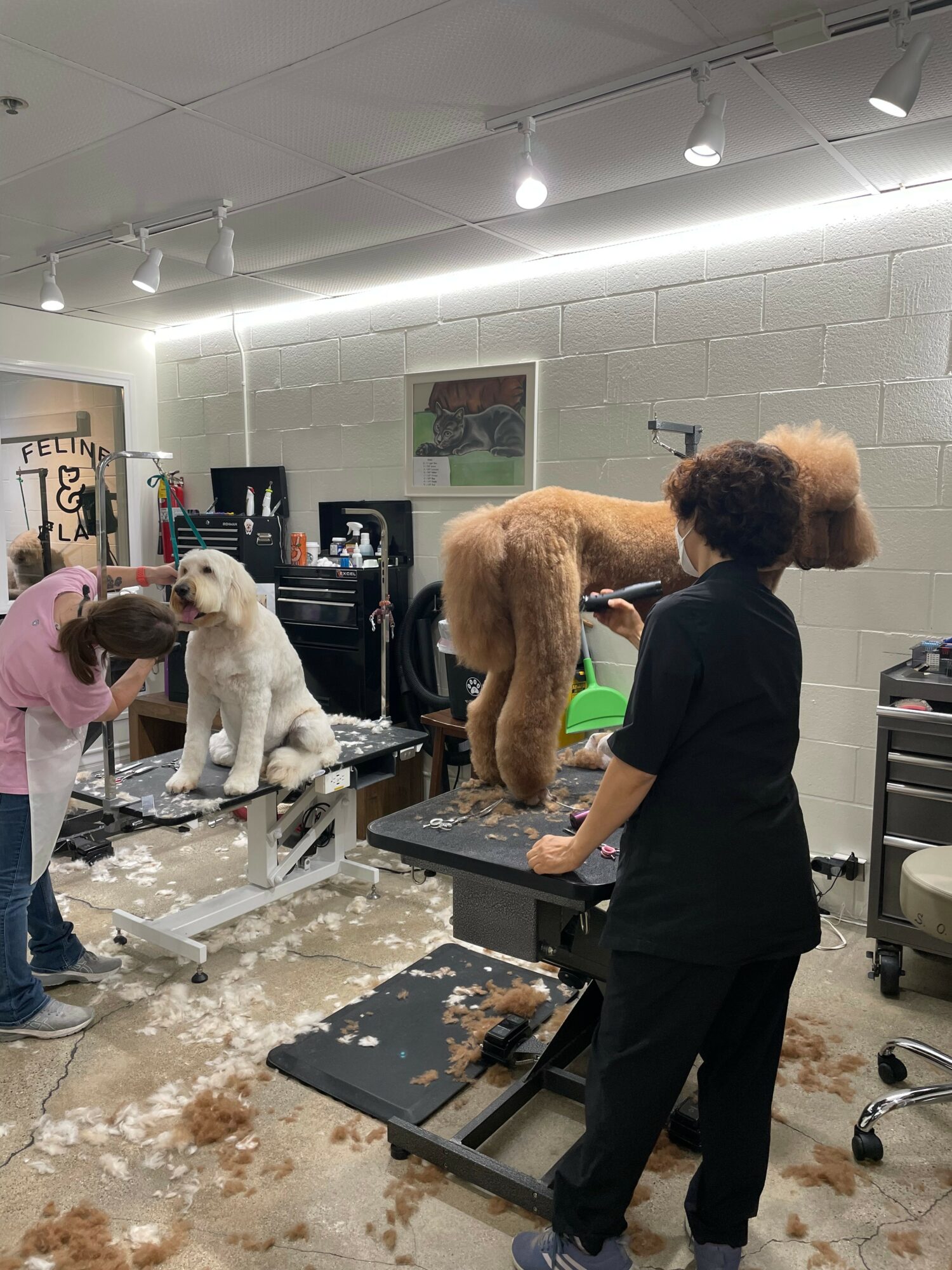 Groomers trim and clean dogs in a grooming salon with grooming tables and equipment, with fur scattered on the floor.