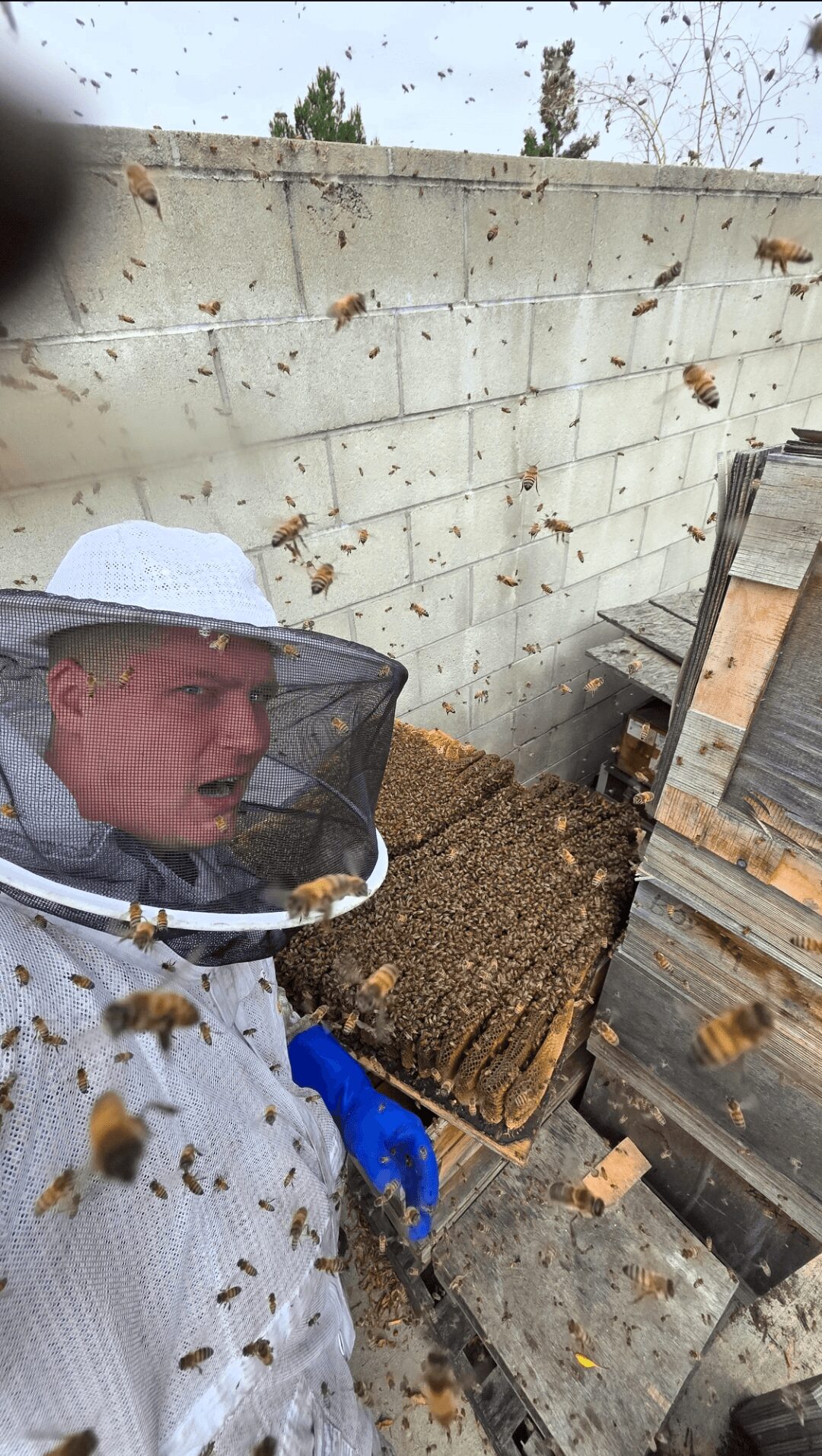 Person wearing a protective bee suit and veil, surrounded by bees near a wooden hive outdoors.