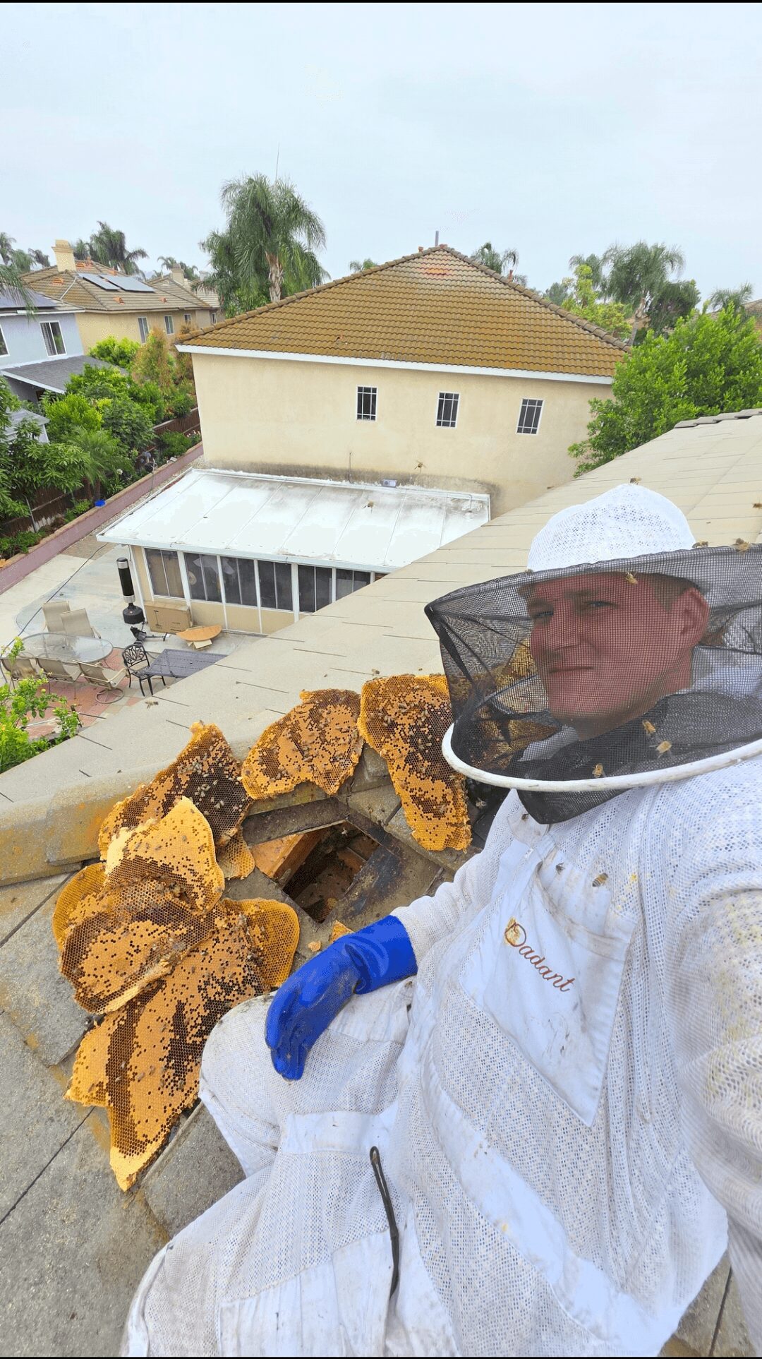 Person wearing protective gear and a hat, holding honeycomb frames outdoors with buildings and trees in background.