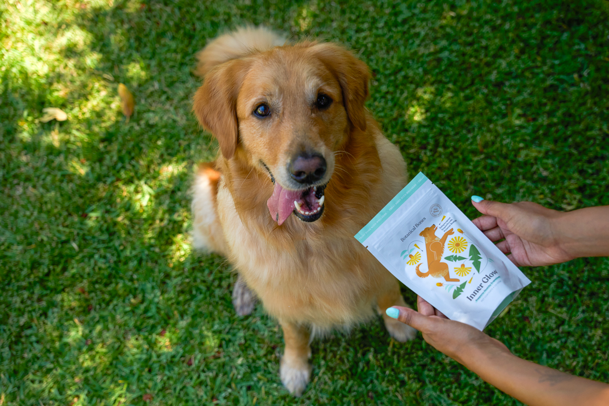 Golden retriever dog with tongue out outdoors, person holding a packet near the dog.