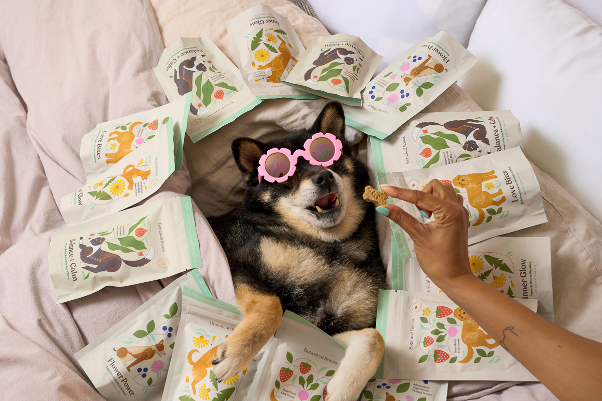 Shiba Inu puppy surrounded by open books with colorful animal illustrations, lying on a bed with a person's hand feeding it a treat.