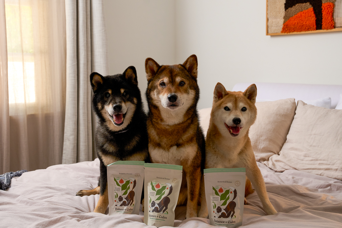 Three dogs sitting on a bed with three pouches in front of them, in a bedroom with a window and wall art.
