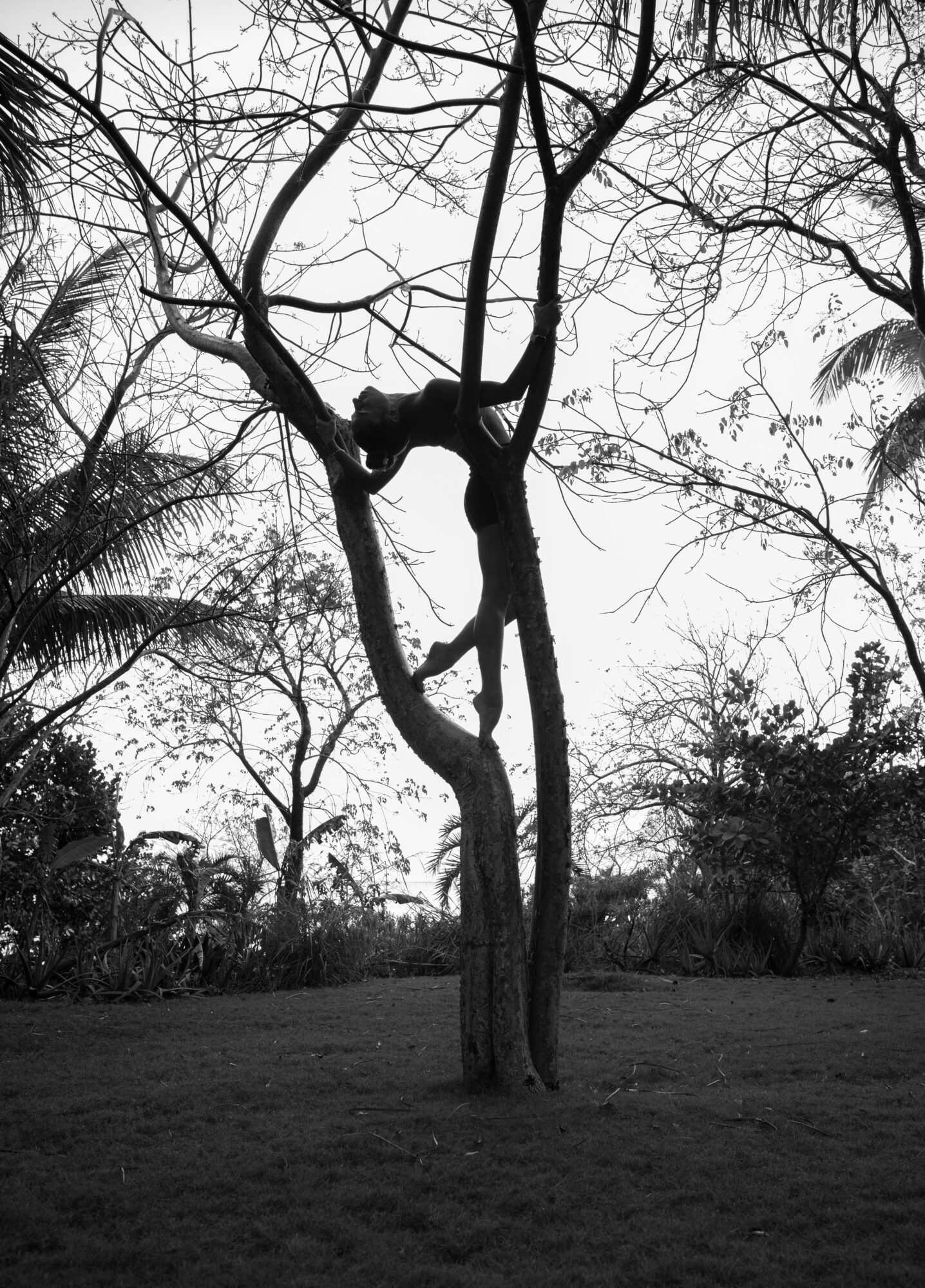 Silhouette of a leafless tree with twisted branches against a cloudy sky, surrounded by other trees and bushes.