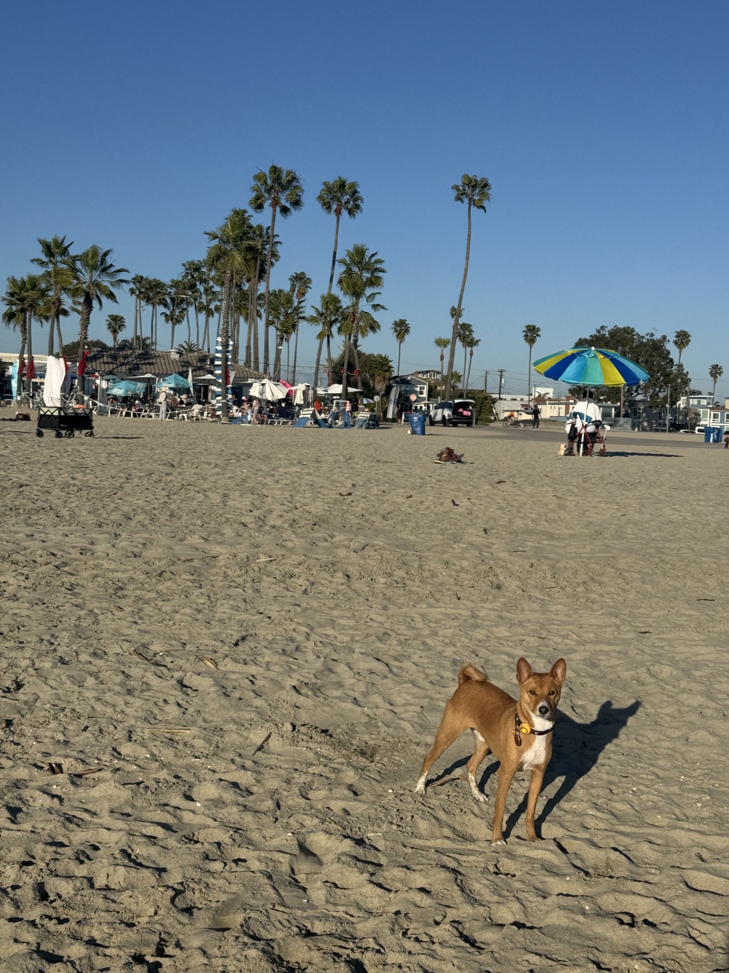Dog standing on sandy beach with palm trees, umbrellas, and people in the background under a clear blue sky.