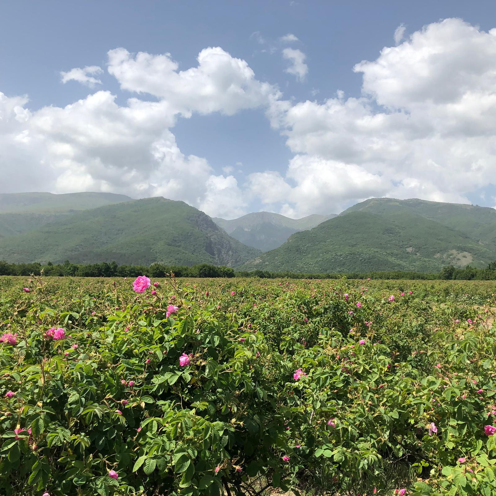 Landscape with green fields, pink flowers, distant mountains, and a partly cloudy sky.