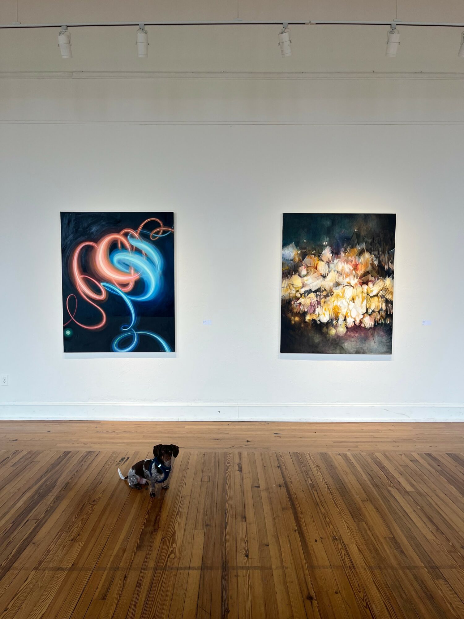 Small dog sitting on wooden floor in front of two abstract paintings on white wall.