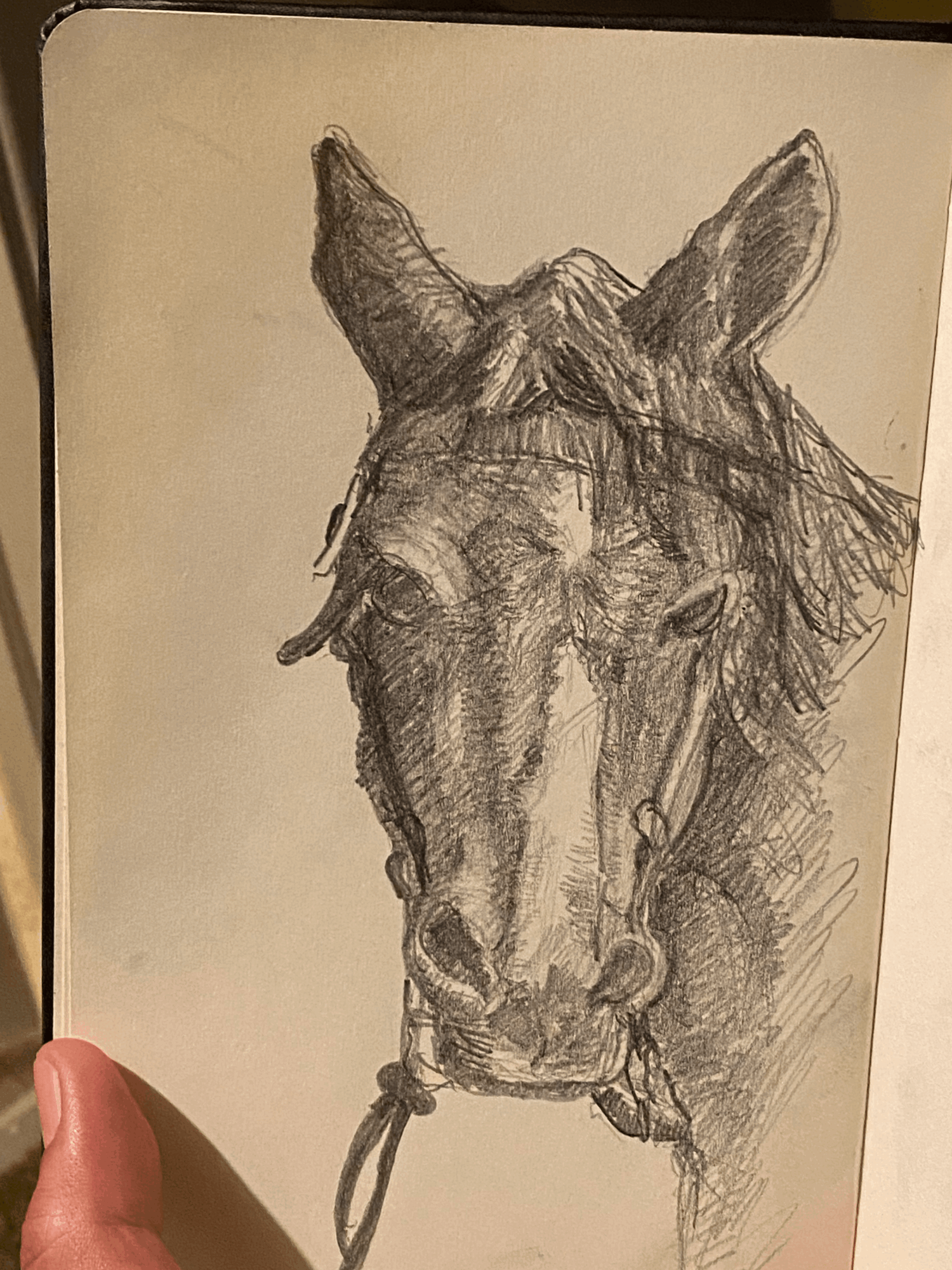 Pencil sketch of a horse's head with detailed features and shading, facing forward.