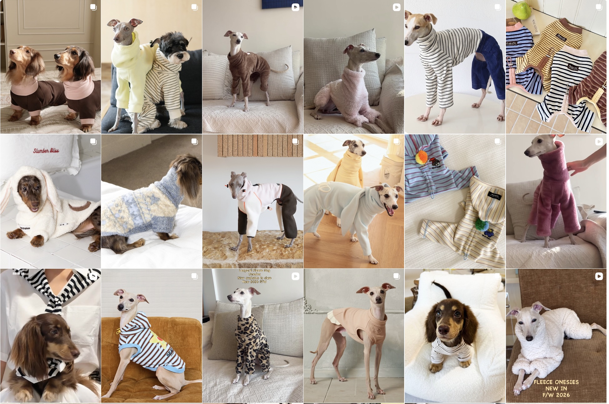 Collection of dogs in various costumes and poses, some lying down, sitting, or standing, indoors and outdoors, with colorful backgrounds.
